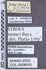 Etiketten zu Athous senaci (NHMW-ZOO-COL-0008555)